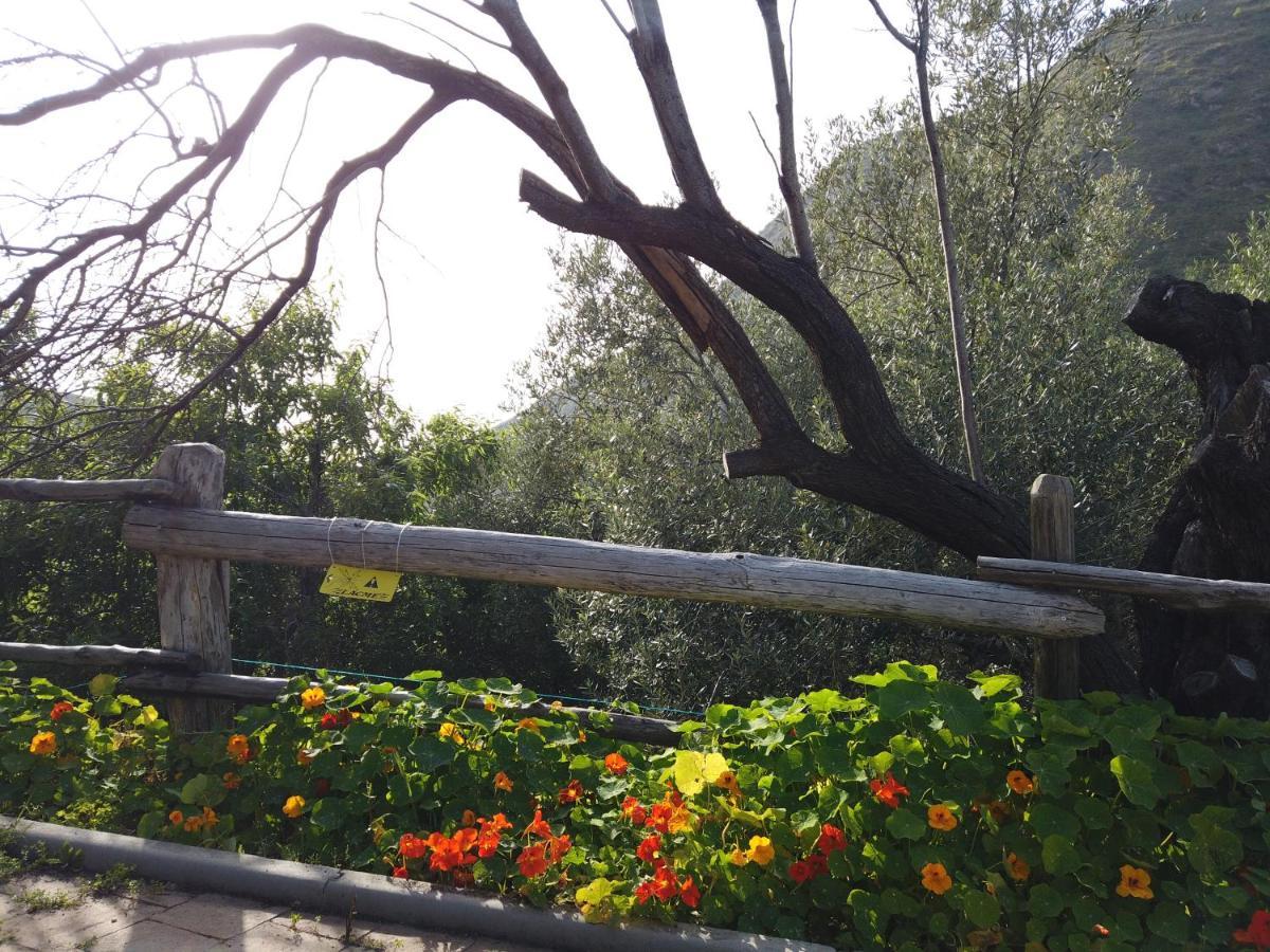 Il Mandorlo Villa Amantea Exterior foto